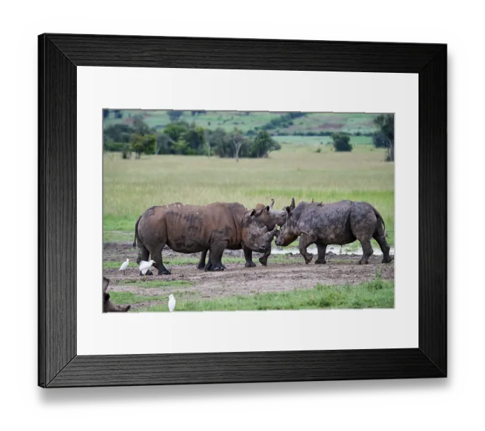 Framed Print : Two White rhinoceros (Ceratotherium simum) play fighting, Akagera National Park, Rwanda Framed Print : Two White rhinoceros (Ceratotherium simum) play fighting, Akagera National Park, Rwanda