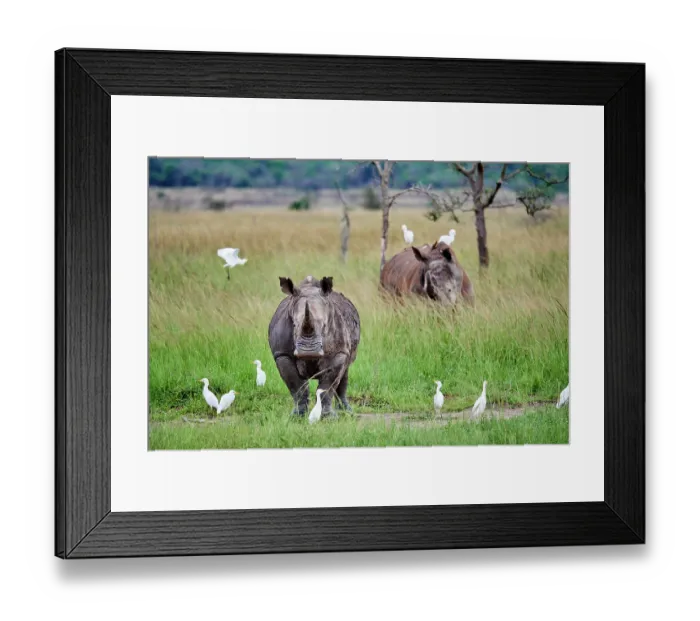 Framed Print : Two White rhinoceros (Ceratotherium simum) males, standing in grassland with Cattle egrets nearby (Bubulcus ibis), Akagera National Park, Rwanda Framed Print : Two White rhinoceros (Ceratotherium simum) males, standing in grassland with Cattle egrets nearby (Bubulcus ibis), Akagera National Park, Rwanda