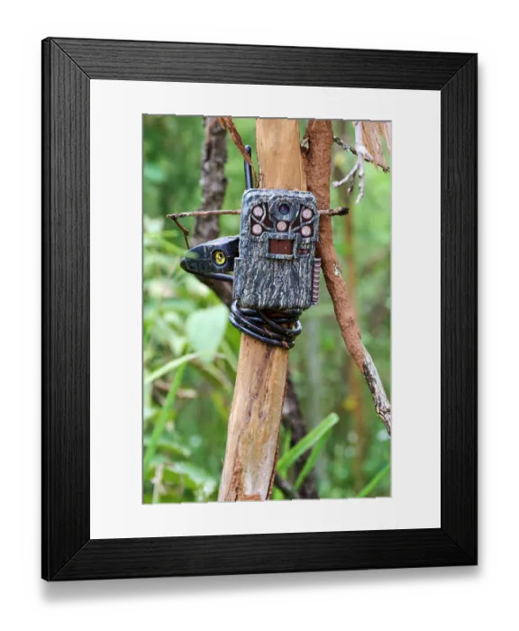 Framed Print : Anti-poaching surveillance camera, Akagera National Park, Rwanda. April, 2025 Framed Print : Anti-poaching surveillance camera, Akagera National Park, Rwanda. April, 2025