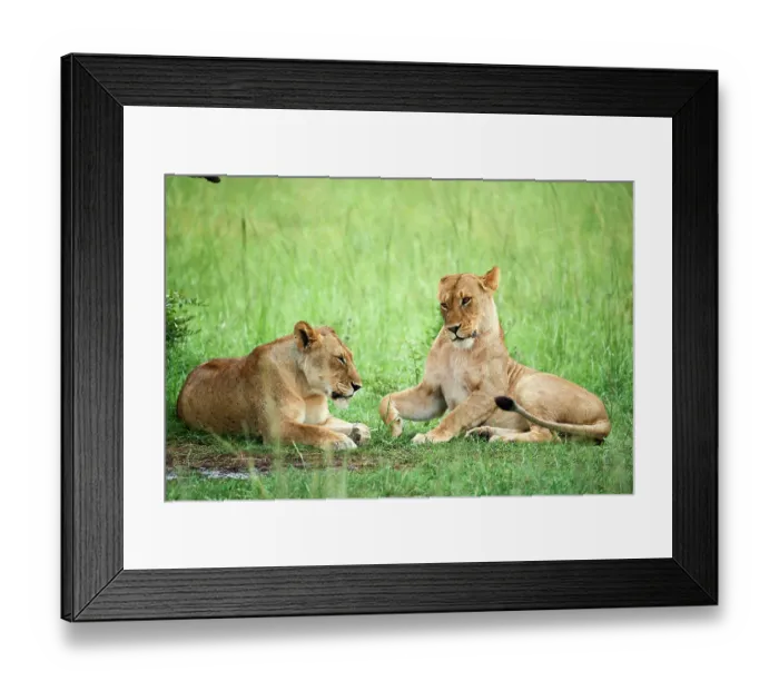 Framed Print : Two Lions (Panthera leo) female, resting under a tree, Akagera National Park, Rwanda Framed Print : Two Lions (Panthera leo) female, resting under a tree, Akagera National Park, Rwanda