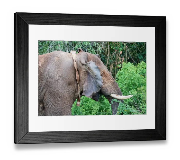 Framed Print : African elephant (Loxodonta africana) bull, with radio collar, portrait, Akagera National Park, Rwanda. Endangered Framed Print : African elephant (Loxodonta africana) bull, with radio collar, portrait, Akagera National Park, Rwanda. Endangered