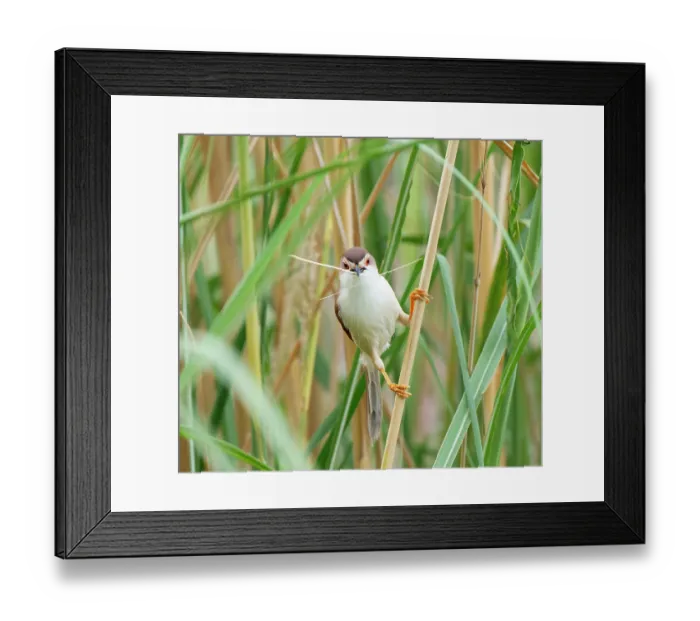 Framed Print : Yellow eyed babbler (Chrysomma sinense) perched on plant stem, Rajasthan, India Framed Print : Yellow eyed babbler (Chrysomma sinense) perched on plant stem, Rajasthan, India