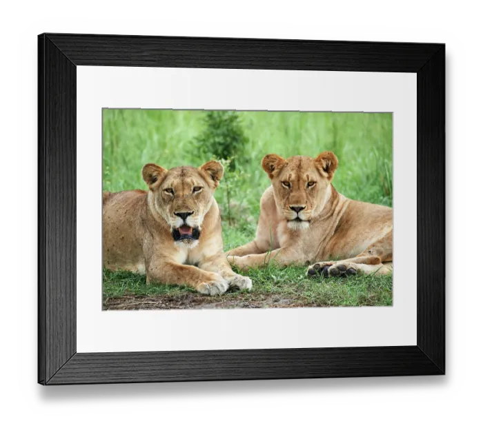 Framed Print : Two Lions (Panthera leo) female, resting, Akagera National Park, Rwanda