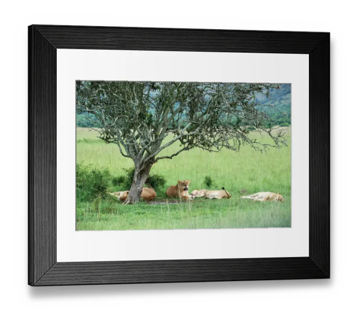 Framed Print : Group of Lions (Panthera leo) female, resting under a tree, Akagera National Park, Rwanda Framed Print : Group of Lions (Panthera leo) female, resting under a tree, Akagera National Park, Rwanda