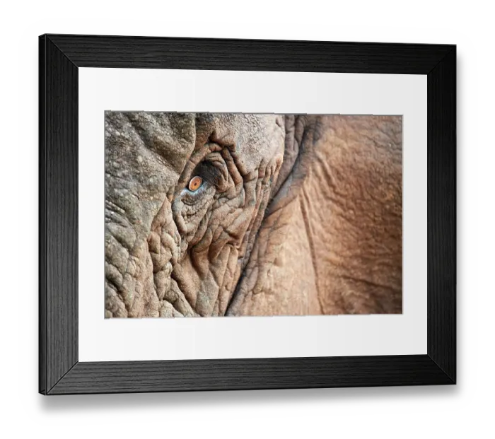 Framed Print : African elephant (Loxodonta africana) female, eye detail portrait, Akagera National Park, Rwanda. Endangered