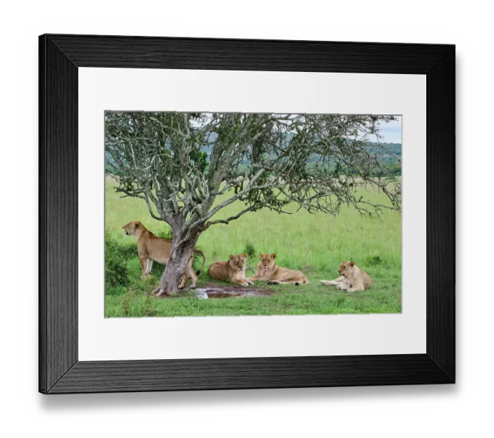 Framed Print : Group of Lions (Panthera leo) female, resting under a tree, Akagera National Park, Rwanda Framed Print : Group of Lions (Panthera leo) female, resting under a tree, Akagera National Park, Rwanda
