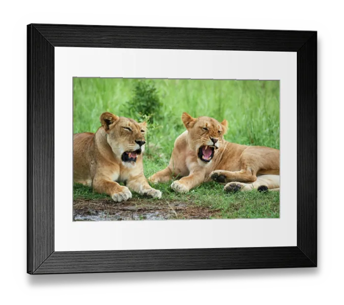 Framed Print : Two Lions (Panthera leo) female, resting with one snarling, Akagera National Park, Rwanda Framed Print : Two Lions (Panthera leo) female, resting with one snarling, Akagera National Park, Rwanda