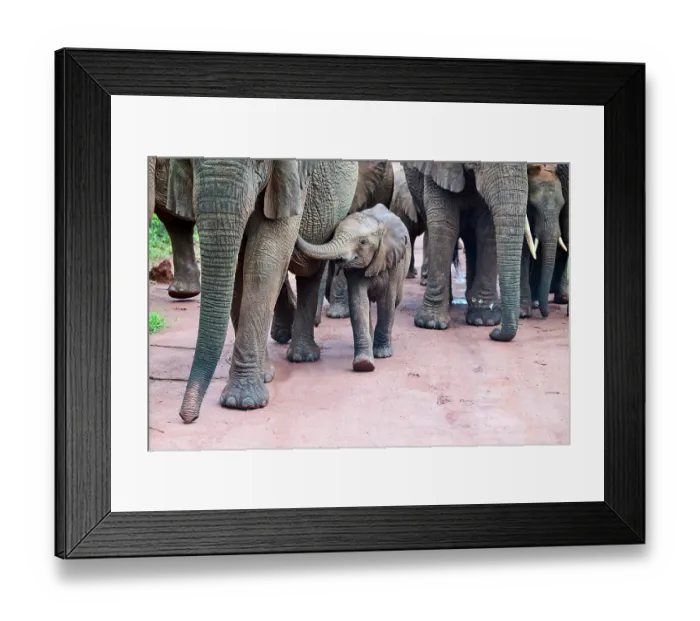 Framed Print : African elephants (Loxodonta africana) family group walking with calf, Akagera National Park, Rwanda. Endangered Framed Print : African elephants (Loxodonta africana) family group walking with calf, Akagera National Park, Rwanda. Endangered