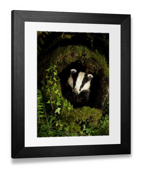 Framed Print : Badger (Meles meles) peering out of a moss-covered hollow log, Dumfries & Galloway, Scotland, UK. August Framed Print : Badger (Meles meles) peering out of a moss-covered hollow log, Dumfries & Galloway, Scotland, UK. August