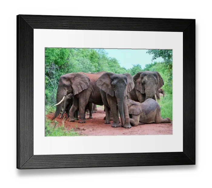 Framed Print : African elephants (Loxodonta africana) family group with female nursing her calf, Akagera National Park, Rwanda. Endangered Framed Print : African elephants (Loxodonta africana) family group with female nursing her calf, Akagera National Park, Rwanda. Endangered