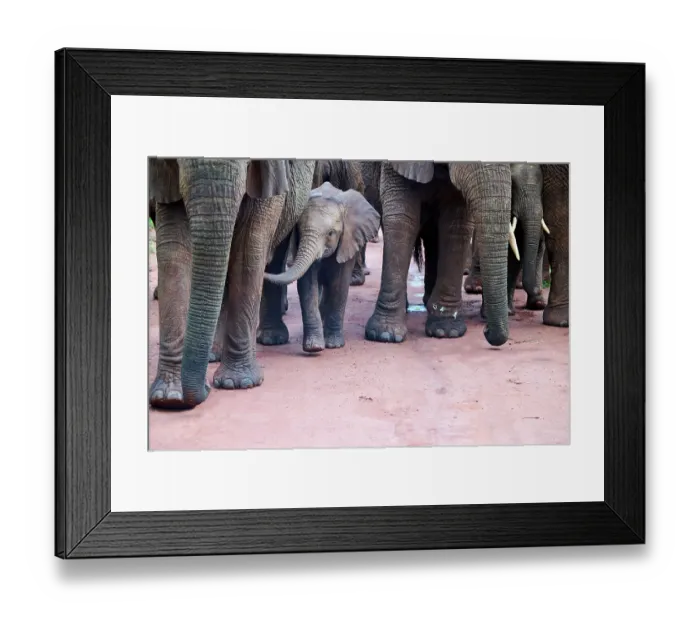 Framed Print : African elephants (Loxodonta africana) family group walking with calf, Akagera National Park, Rwanda. Endangered Framed Print : African elephants (Loxodonta africana) family group walking with calf, Akagera National Park, Rwanda. Endangered