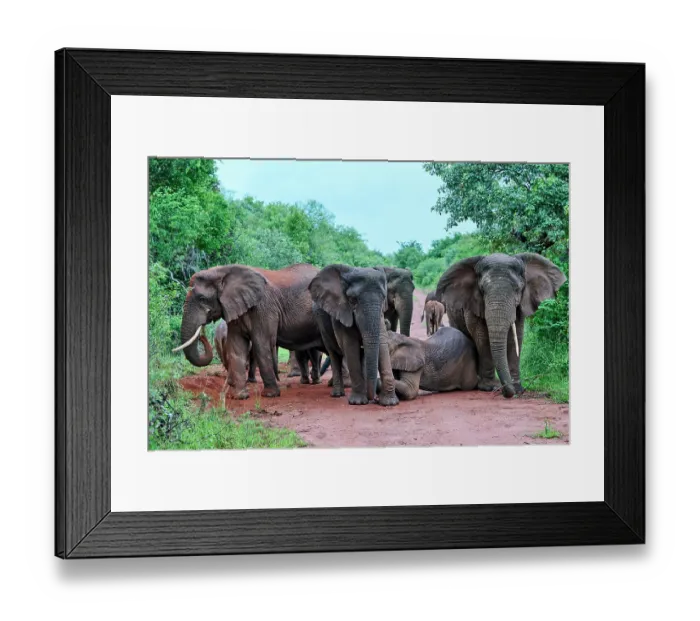 Framed Print : African elephants (Loxodonta africana) family group with female nursing her calf, Akagera National Park, Rwanda. Endangered Framed Print : African elephants (Loxodonta africana) family group with female nursing her calf, Akagera National Park, Rwanda. Endangered