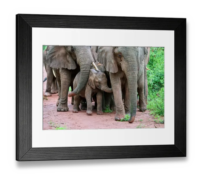 Framed Print : African elephants (Loxodonta africana) family group with calf, Akagera National Park, Rwanda. Endangered Framed Print : African elephants (Loxodonta africana) family group with calf, Akagera National Park, Rwanda. Endangered