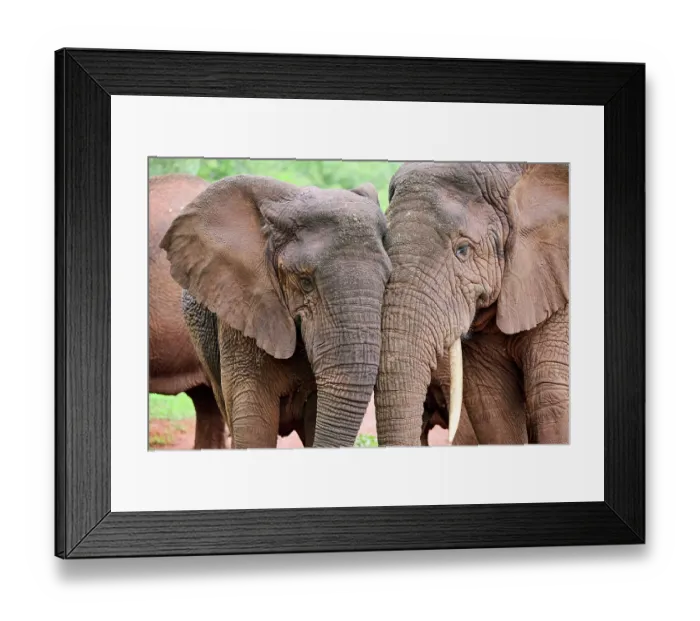 Framed Print : RF - Two African elephants (Loxodonta africana) female, head portrait, Akagera National Park, Rwanda. Endangered Framed Print : RF - Two African elephants (Loxodonta africana) female, head portrait, Akagera National Park, Rwanda. Endangered