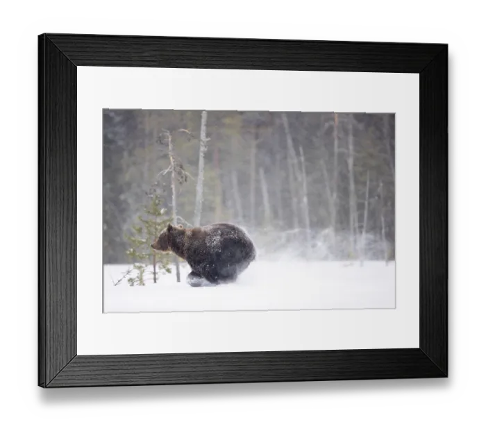 Framed Print : Brown bear (Ursus arctos) running in the snow in woodland, Finland. April Framed Print : Brown bear (Ursus arctos) running in the snow in woodland, Finland. April