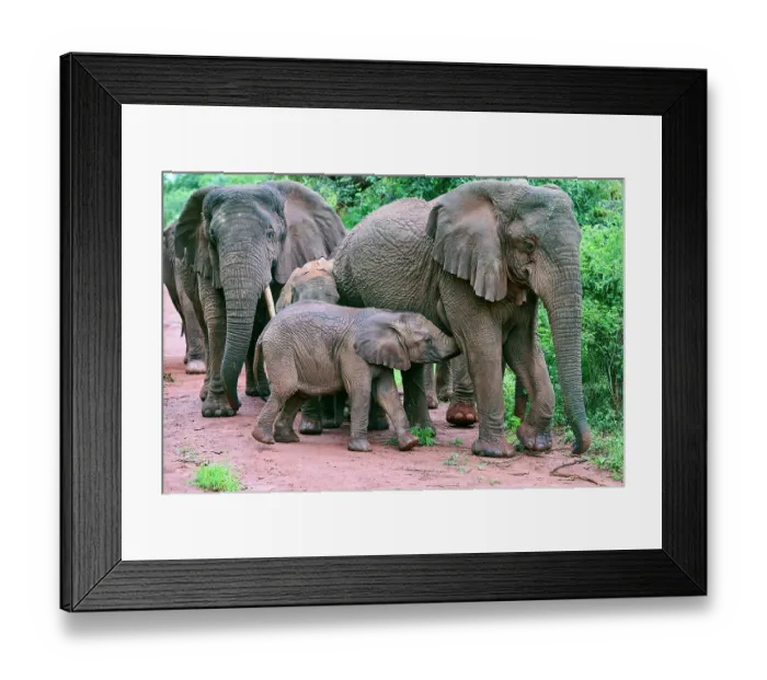 Framed Print : African elephants (Loxodonta africana) family group with calf, Akagera National Park, Rwanda. Endangered Framed Print : African elephants (Loxodonta africana) family group with calf, Akagera National Park, Rwanda. Endangered