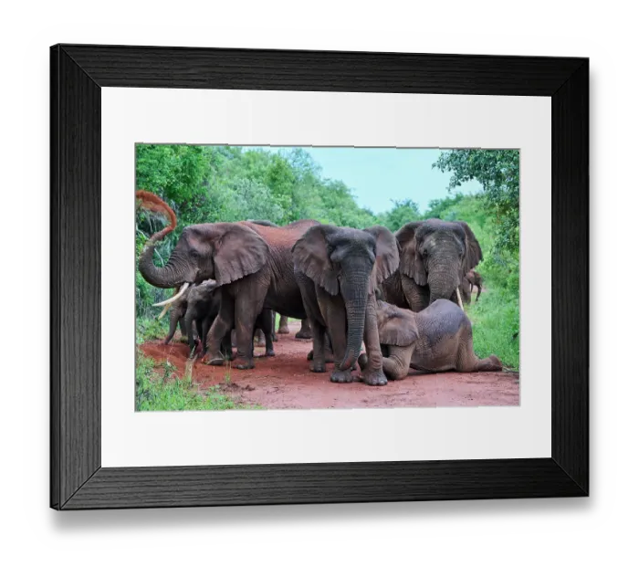 Framed Print : African elephants (Loxodonta africana) family group with female nursing her calf, and another elephant dust bathing, Akagera National Park, Rwanda. Endangered Framed Print : African elephants (Loxodonta africana) family group with female nursing her calf, and another elephant dust bathing, Akagera National Park, Rwanda. Endangered