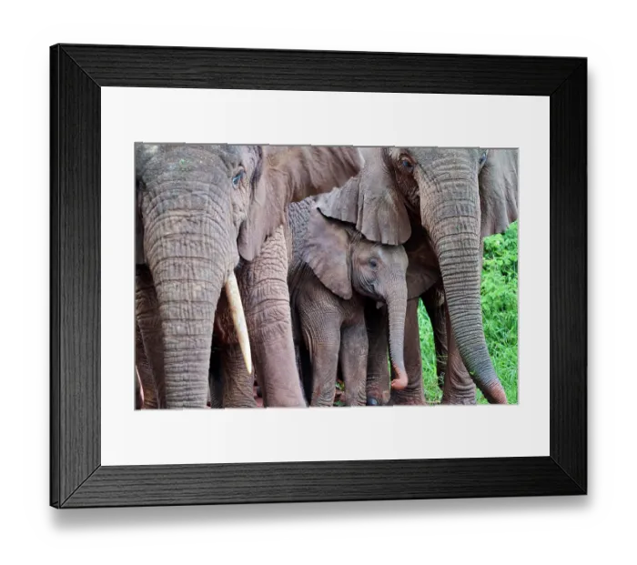 Framed Print : African elephants (Loxodonta africana) family group with calf, Akagera National Park, Rwanda. Endangered Framed Print : African elephants (Loxodonta africana) family group with calf, Akagera National Park, Rwanda. Endangered