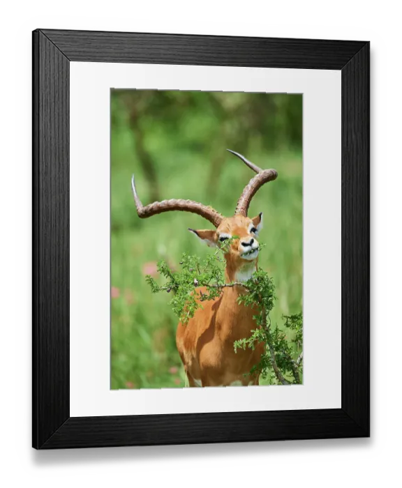 Framed Print : Impala (Aepyceros melampus) male, feeding on leaves, Akagera National Park, Rwanda