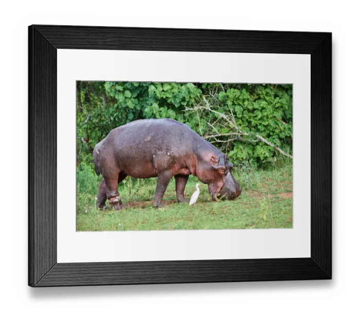 Framed Print : Hippopotamus (Hippopotamus amphibius) grazing with a serious injury to a hind leg caused by a poachers snare, Akagera National Park, Rwanda Framed Print : Hippopotamus (Hippopotamus amphibius) grazing with a serious injury to a hind leg caused by a poachers snare, Akagera National Park, Rwanda