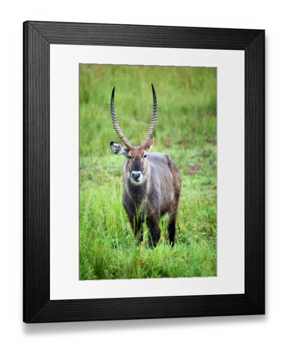 Framed Print : Defassa waterbuck (Kobus ellipsiprymnus defassa) male, standing in the rain, Akagera National Park, Rwanda Framed Print : Defassa waterbuck (Kobus ellipsiprymnus defassa) male, standing in the rain, Akagera National Park, Rwanda