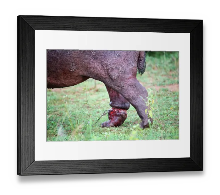 Framed Print : Hippopotamus (Hippopotamus amphibius) with a serious injury to a hind leg caused by a poachers snare, Akagera National Park, Rwanda Framed Print : Hippopotamus (Hippopotamus amphibius) with a serious injury to a hind leg caused by a poachers snare, Akagera National Park, Rwanda