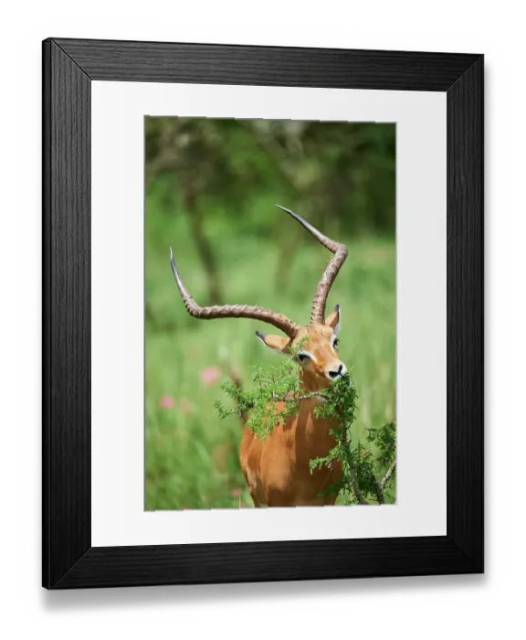 Framed Print : Impala (Aepyceros melampus) male, feeding on leaves, Akagera National Park, Rwanda Framed Print : Impala (Aepyceros melampus) male, feeding on leaves, Akagera National Park, Rwanda