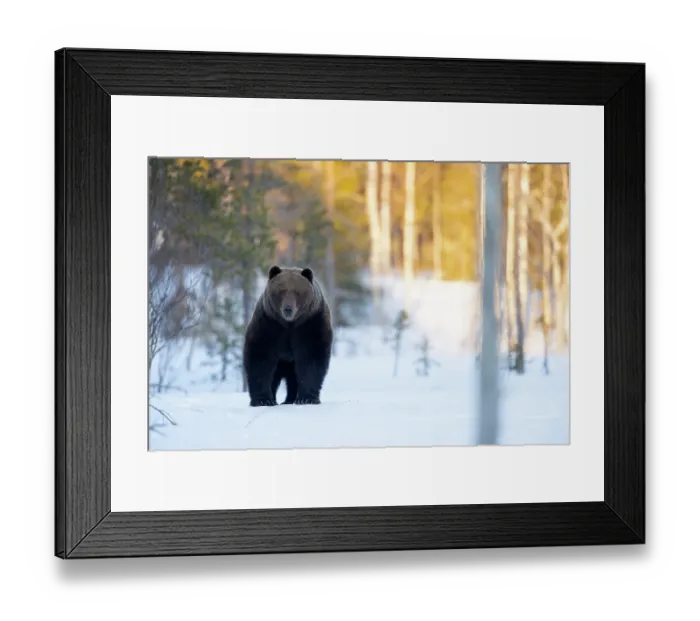 Framed Print : Brown bear (Ursus arctos) in the snow in woodland, Finland. April Framed Print : Brown bear (Ursus arctos) in the snow in woodland, Finland. April