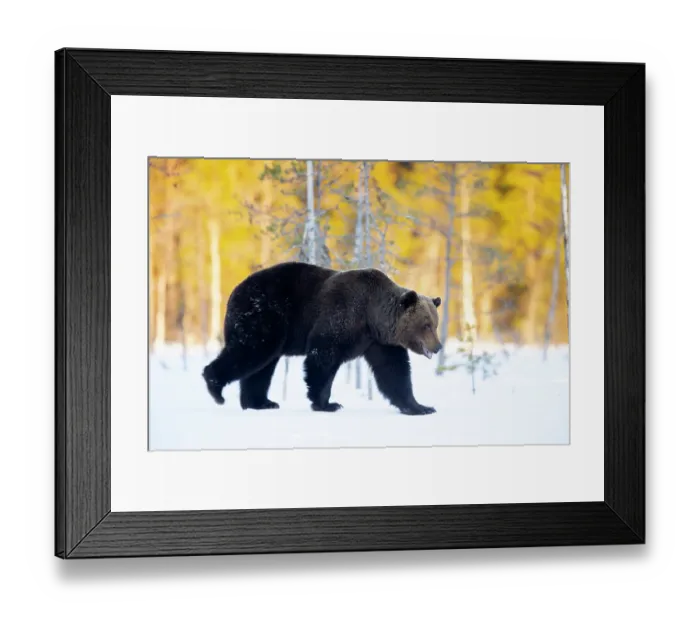 Framed Print : Brown bear (Ursus arctos) walking in the snow in woodland, Finland. April Framed Print : Brown bear (Ursus arctos) walking in the snow in woodland, Finland. April