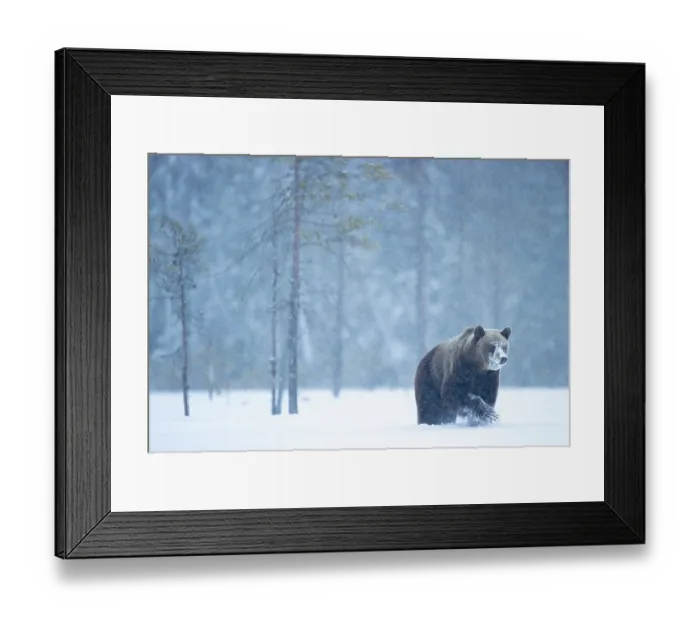 Framed Print : Brown bear (Ursus arctos) walking in the snow in woodland, Finland. April Framed Print : Brown bear (Ursus arctos) walking in the snow in woodland, Finland. April