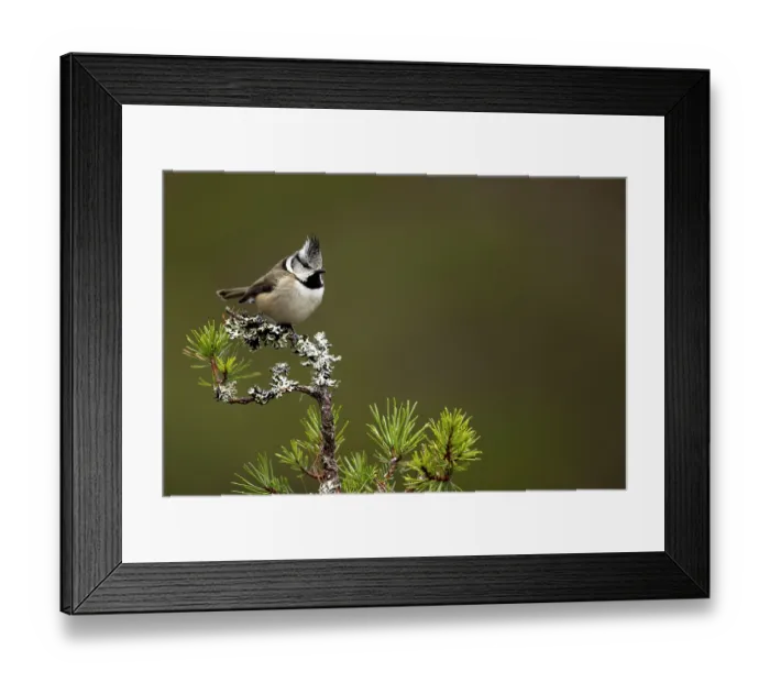 Framed Print : Crested tit (Lophophanes cristatus) perched on lichen-covered branch in a conifer tree, Scotland, UK. February Framed Print : Crested tit (Lophophanes cristatus) perched on lichen-covered branch in a conifer tree, Scotland, UK. February