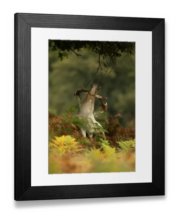 Framed Print : Fallow deer (Dama dama) buck, scent marking among ferns, Bradgate Park, Leicestershire, England, UK. October Framed Print : Fallow deer (Dama dama) buck, scent marking among ferns, Bradgate Park, Leicestershire, England, UK. October