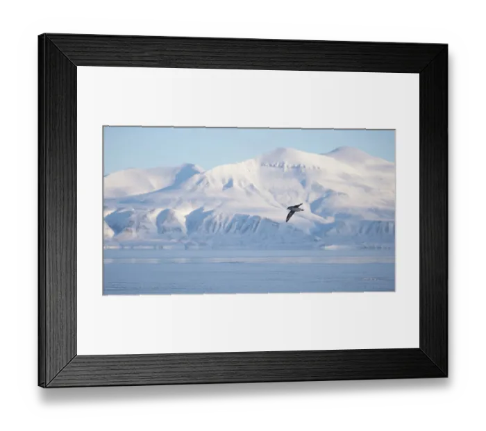 Framed Print : Fulmar (Fulmarus glacialis) in flight with snow covered mountains in the background, Svalbard, Norway. April Framed Print : Fulmar (Fulmarus glacialis) in flight with snow covered mountains in the background, Svalbard, Norway. April