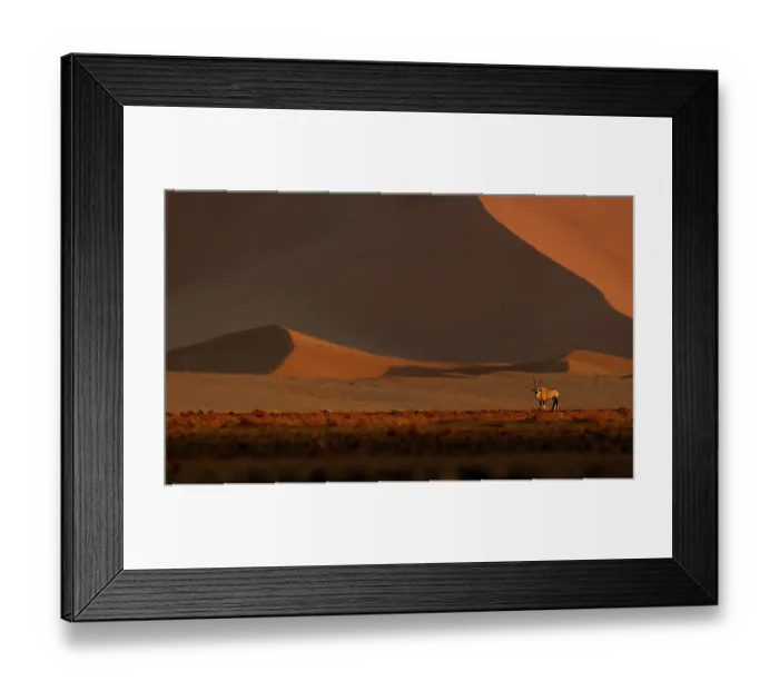 Framed Print : Gemsbok (Oryx gazella) walking across desert landscape with red sand dunes in the background, Sossuvlei, Namibia