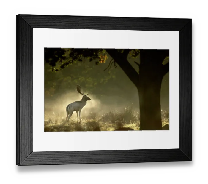 Framed Print : Fallow deer (Dama dama) buck in woodland on a misty morning, Bradgate Park, Leicestershire, England, UK. October Framed Print : Fallow deer (Dama dama) buck in woodland on a misty morning, Bradgate Park, Leicestershire, England, UK. October