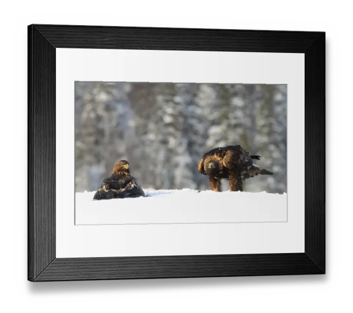 Framed Print : Golden eagles (Aquila chrysaetos) pair, in snow, Norway. February Framed Print : Golden eagles (Aquila chrysaetos) pair, in snow, Norway. February
