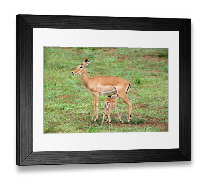 Framed Print : Impala (Aepyceros melampus) female with suckling fawn, Akagera National Park, Rwanda Framed Print : Impala (Aepyceros melampus) female with suckling fawn, Akagera National Park, Rwanda