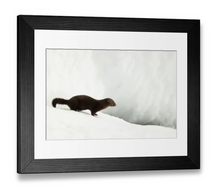 Framed Print : American mink (Neovison vison) in snow, Hornstrandir, Iceland. March Framed Print : American mink (Neovison vison) in snow, Hornstrandir, Iceland. March