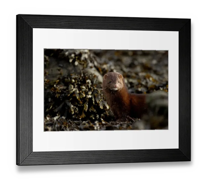 Framed Print : American mink (Neovison vison) among seaweed covered rocks, Hornstrandir, Iceland. March Framed Print : American mink (Neovison vison) among seaweed covered rocks, Hornstrandir, Iceland. March