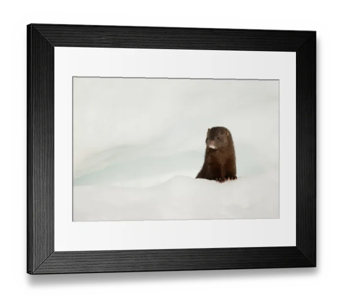 Framed Print : American mink (Neovison vison) on the look out in snow, Hornstrandir, Iceland. March Framed Print : American mink (Neovison vison) on the look out in snow, Hornstrandir, Iceland. March