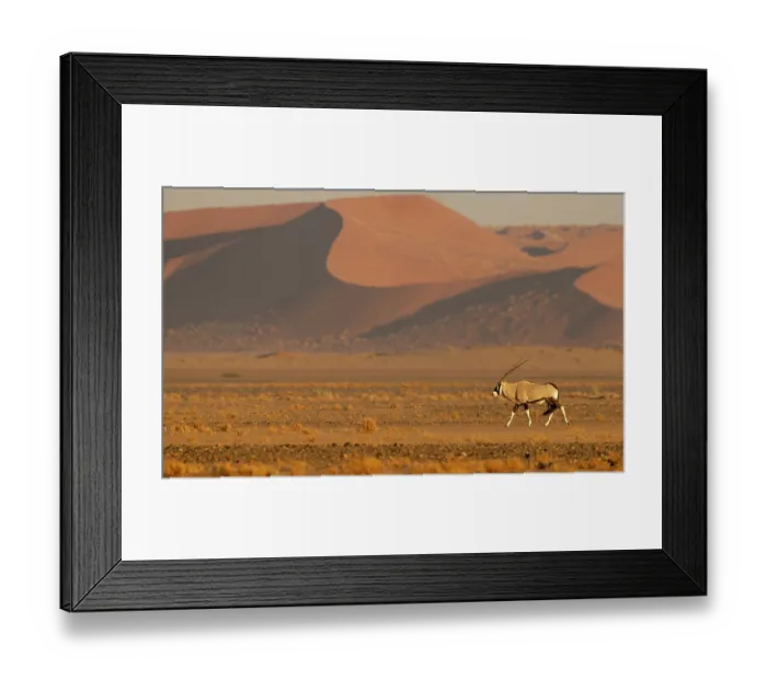 Framed Print : Gemsbok (Oryx gazella) walking across desert landscape with red sand dunes in the background, Sossuvlei, Namibia Framed Print : Gemsbok (Oryx gazella) walking across desert landscape with red sand dunes in the background, Sossuvlei, Namibia