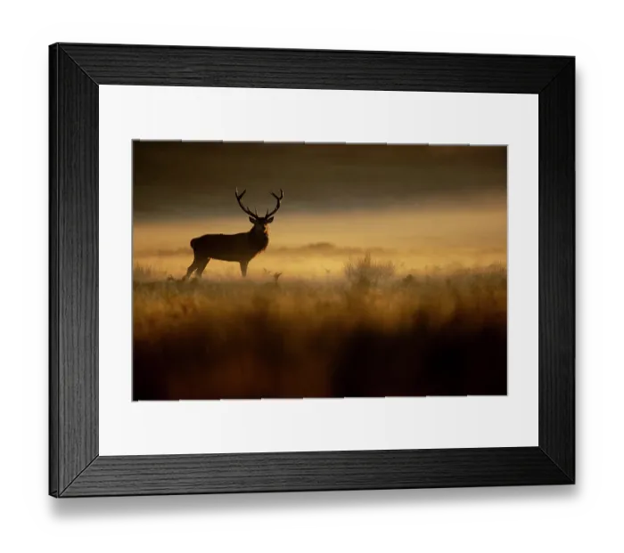 Framed Print : Red deer (Cervus elaphus) stag silhouetted at sunrise in mist, Bradgate Park, Leicestershire, England, UK. October Framed Print : Red deer (Cervus elaphus) stag silhouetted at sunrise in mist, Bradgate Park, Leicestershire, England, UK. October
