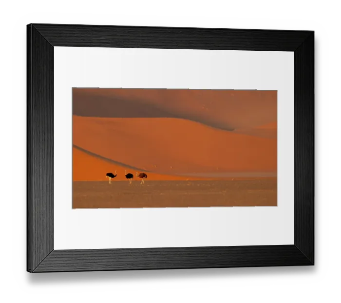 Framed Print : Three Ostriches (Struthio camelus) in desert with Sesriem Sossusvlei sand dunes in the background, Namib desert, Namibia Framed Print : Three Ostriches (Struthio camelus) in desert with Sesriem Sossusvlei sand dunes in the background, Namib desert, Namibia
