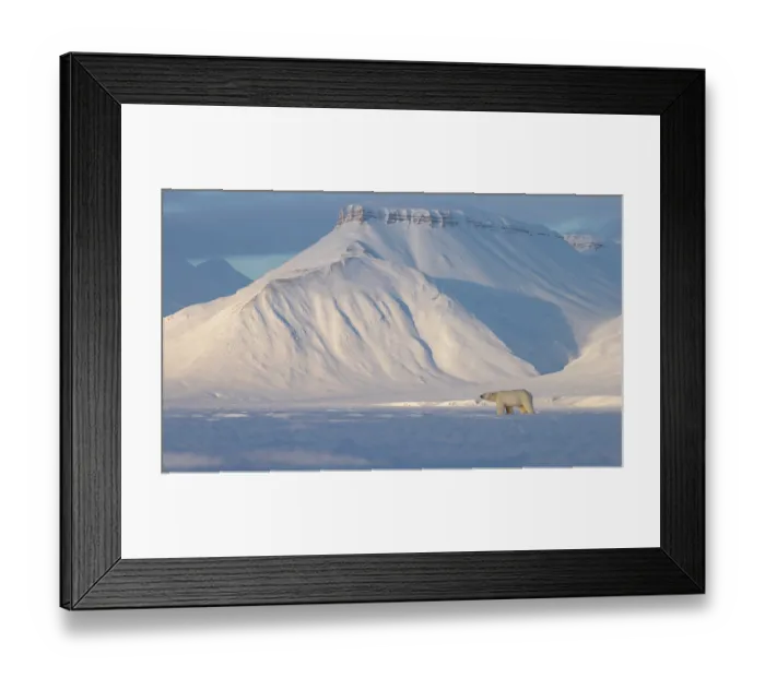 Framed Print : Polar bear (Ursus maritimus) male, standing alone in snow-covered landscape with mountains in the background, Svalbard, Norway. April Framed Print : Polar bear (Ursus maritimus) male, standing alone in snow-covered landscape with mountains in the background, Svalbard, Norway. April