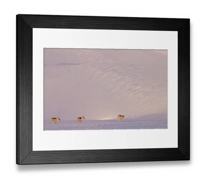 Framed Print : Three Svalbard reindeers (Rangifer tarandus platyrhynchus) walking in snow in beautiful light, Svalbard, Norway. March Framed Print : Three Svalbard reindeers (Rangifer tarandus platyrhynchus) walking in snow in beautiful light, Svalbard, Norway. March