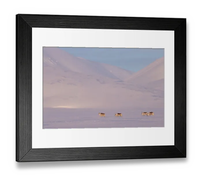 Framed Print : Four Svalbard reindeers (Rangifer tarandus platyrhynchus) walking over snowy landscape, Svalbard, Norway. March Framed Print : Four Svalbard reindeers (Rangifer tarandus platyrhynchus) walking over snowy landscape, Svalbard, Norway. March