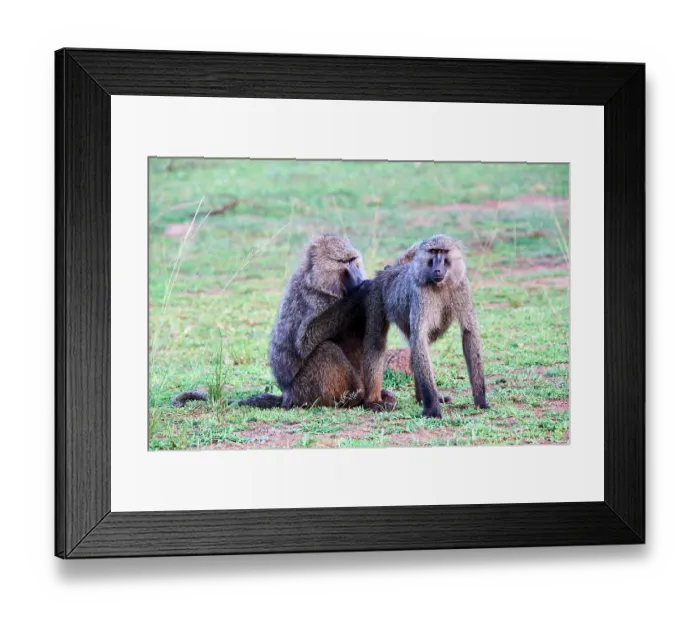 Framed Print : Two Olive baboons (Papio anubis) grooming, Akagera National Park, Rwanda Framed Print : Two Olive baboons (Papio anubis) grooming, Akagera National Park, Rwanda