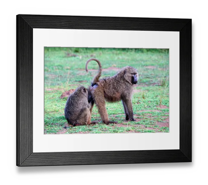 Framed Print : Two Olive baboons (Papio anubis) grooming, Akagera National Park, Rwanda