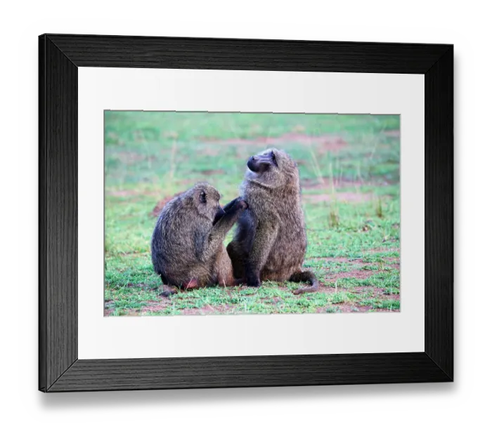 Framed Print : RF - Two Olive baboons (Papio anubis) grooming. Akagera National Park, Rwanda. (This image may be licensed either as rights managed or royalty free.) Framed Print : RF - Two Olive baboons (Papio anubis) grooming. Akagera National Park, Rwanda. (This image may be licensed either as rights managed or royalty free.)