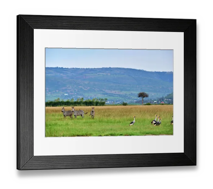 Framed Print : Three Burchell's zebras (Equus quagga burchellii) standing in grassland with group of with Crowned cranes (Balearica regulorum). Akagera National Park, Rwanda. Endangered Framed Print : Three Burchell's zebras (Equus quagga burchellii) standing in grassland with group of with Crowned cranes (Balearica regulorum). Akagera National Park, Rwanda. Endangered